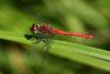 Sympetrum sanguineum